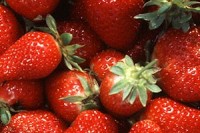 Chandler_strawberries