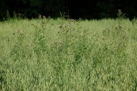 Disteln_im_Hafer