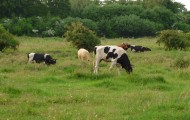 Grassfed