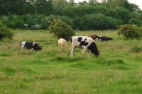 Grassfed