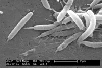 bacteria
