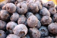 Heidelbeeren - bis es die wieder gibt, vergehen noch neun lange Monate