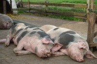 de Feijterhof: Ein Schweineleben
