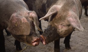 defeijter_sniff