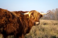 Highland Cattle