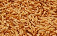 Kamut_grain