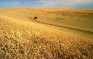 Wheat harvest