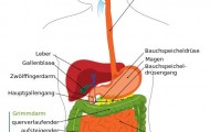 Digestive_system_diagram_de.svg