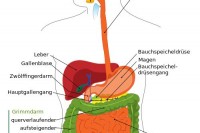 Digestive_system_diagram_de.svg