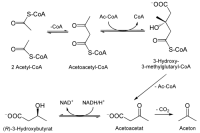 500px-Ketone_bodies_synthesis.svg