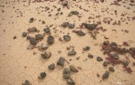 640px-Lobos_Island_desertification