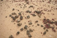 640px-Lobos_Island_desertification