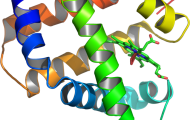694px-Myoglobin