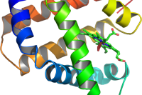 694px-Myoglobin