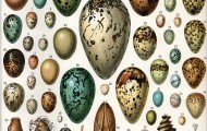 Eier