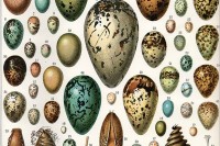 Eier