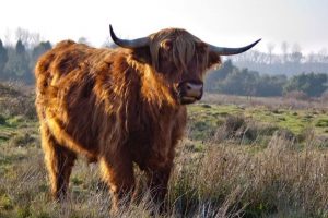 Weideschlachtung erleichtert konsequente Haltung Schottischer Hochlandrinder